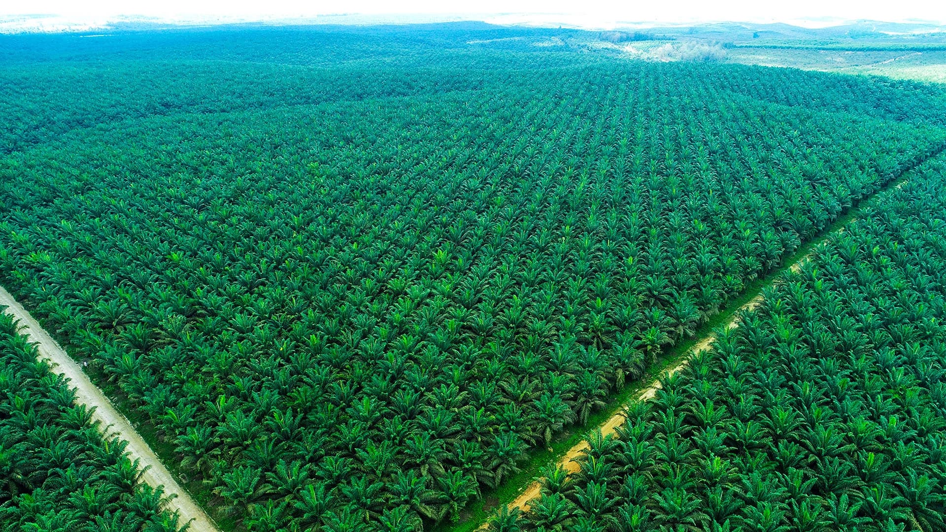 Perkebunan Kelapa Sawit