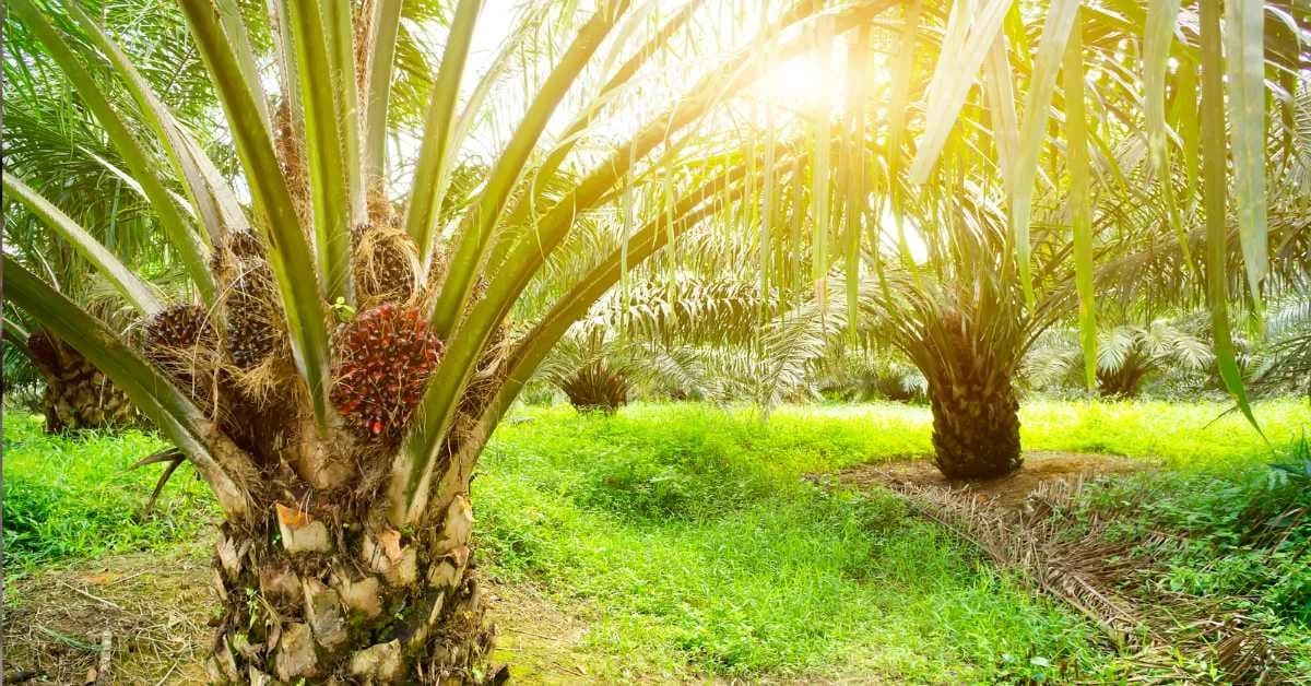 Perkebunan Kelapa Sawit